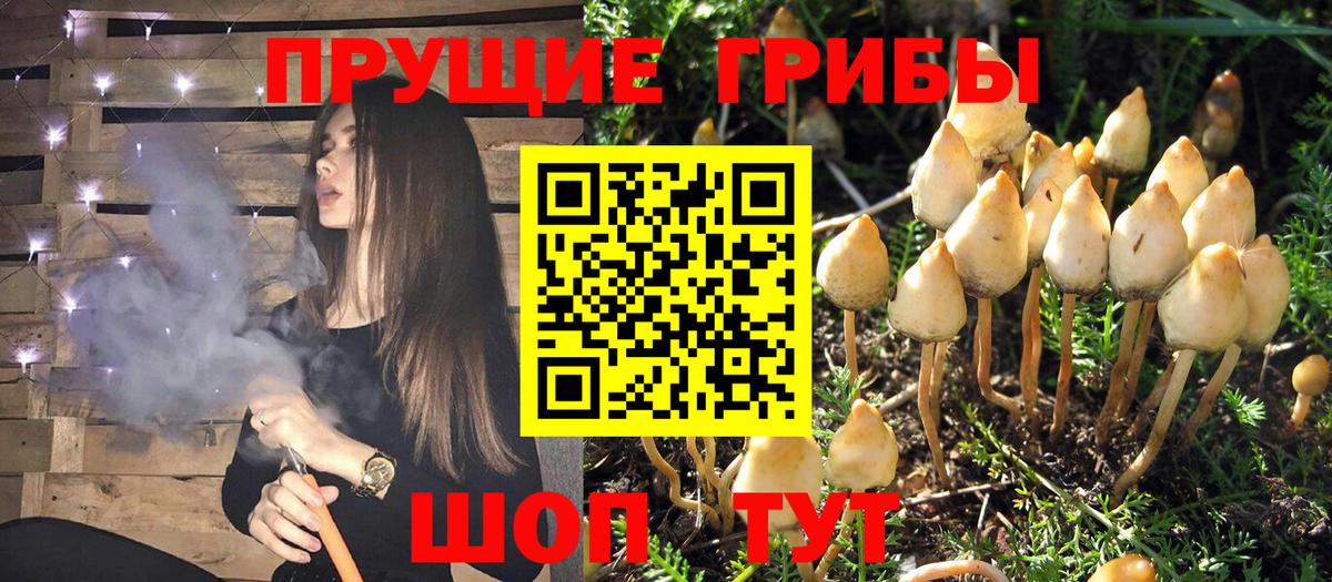Галлюциногенные грибы Cubensis Ишим